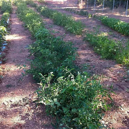 Farm stay Sa Murta In Sennariolo-oristano *