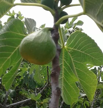 Sa Murta In Sennariolo-oristano * Sennariolo