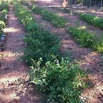 Farm stay Sa Murta In Sennariolo-oristano 15 Minuti Da Bosa *